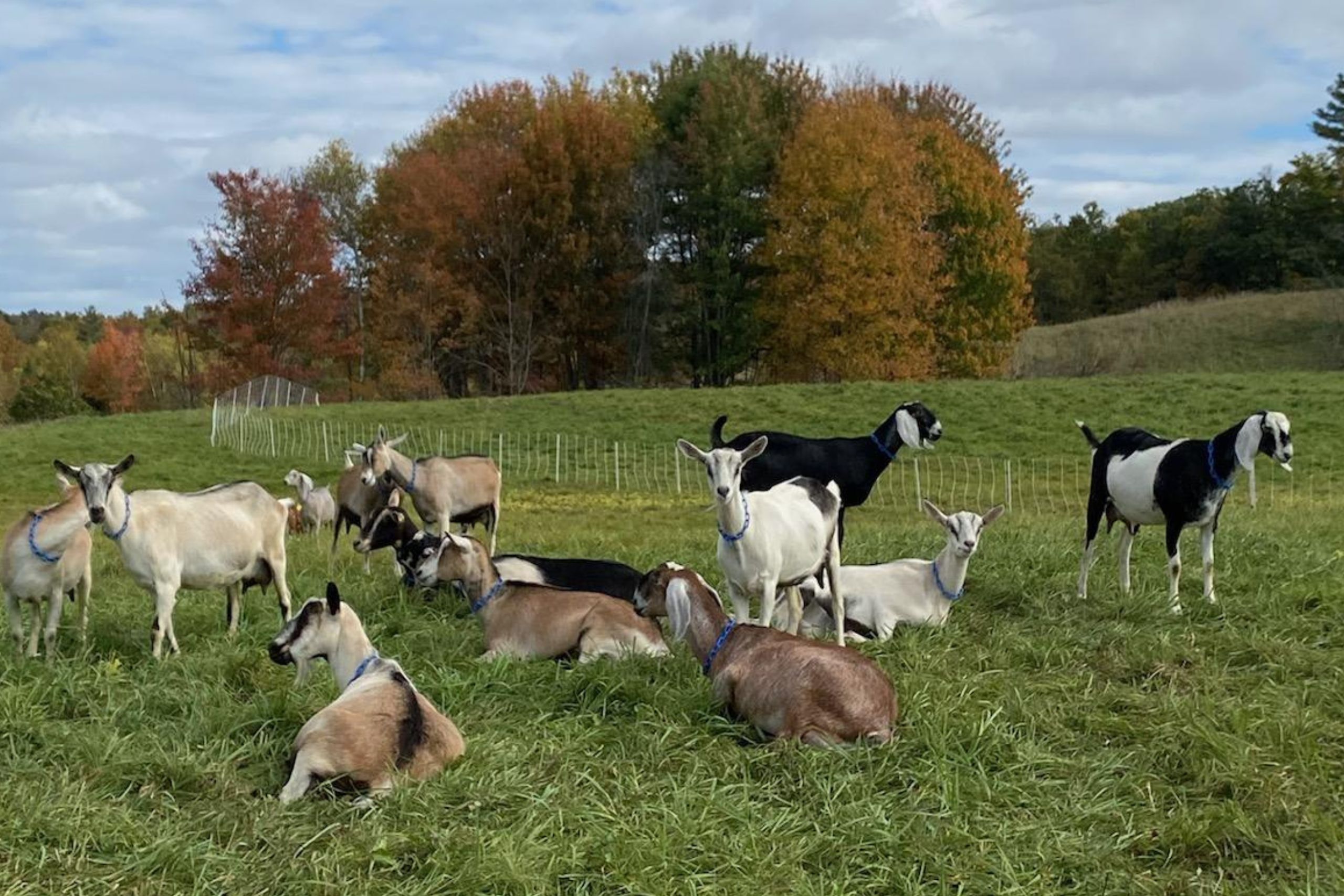 Multiple goats in brown and black and white standing in front of a fall tree in a green field.<br />
