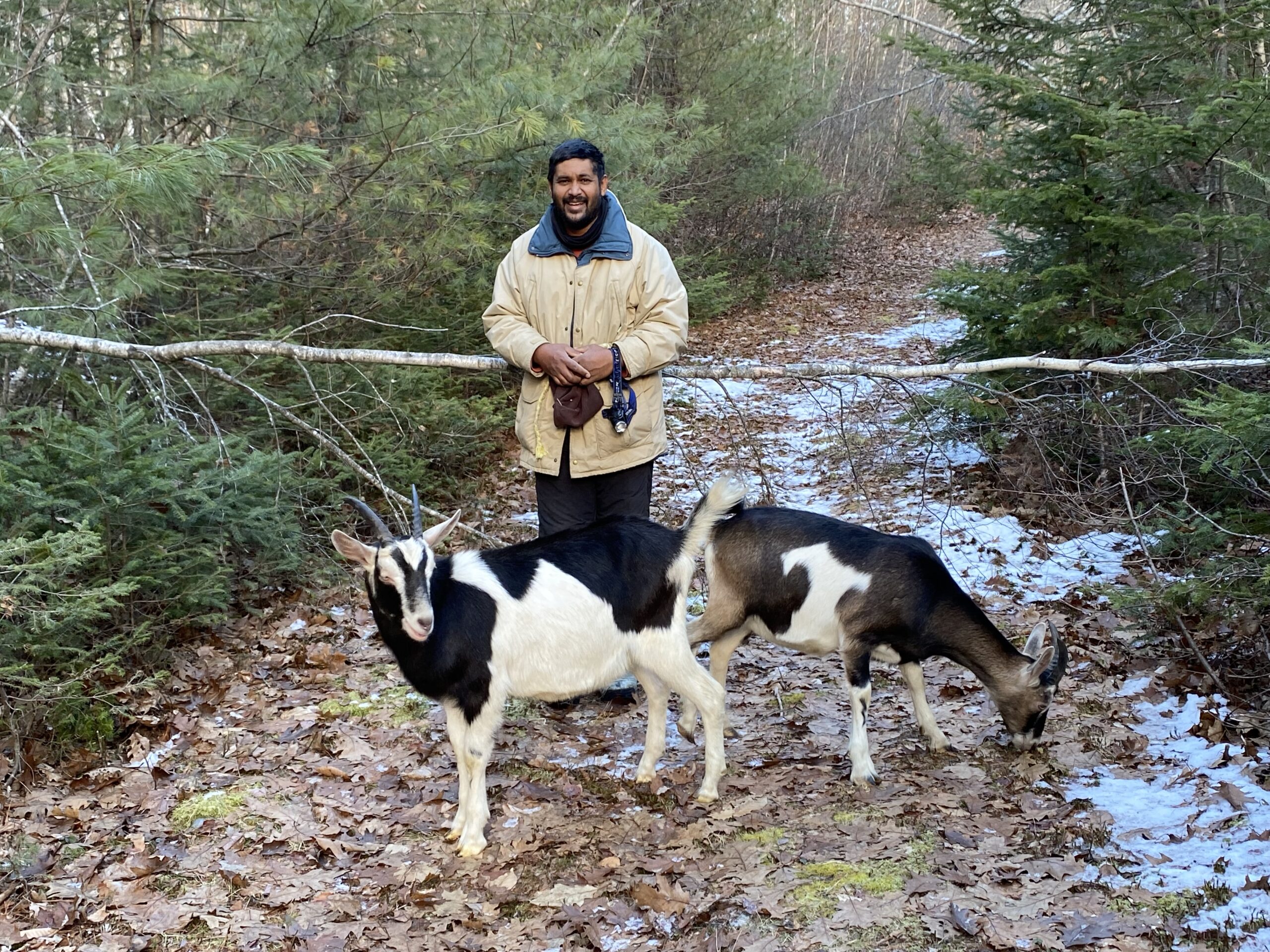 Farmer Anil with two goats on a goat hike in Somerville Maine at Pumpkin Vine Family Farm.