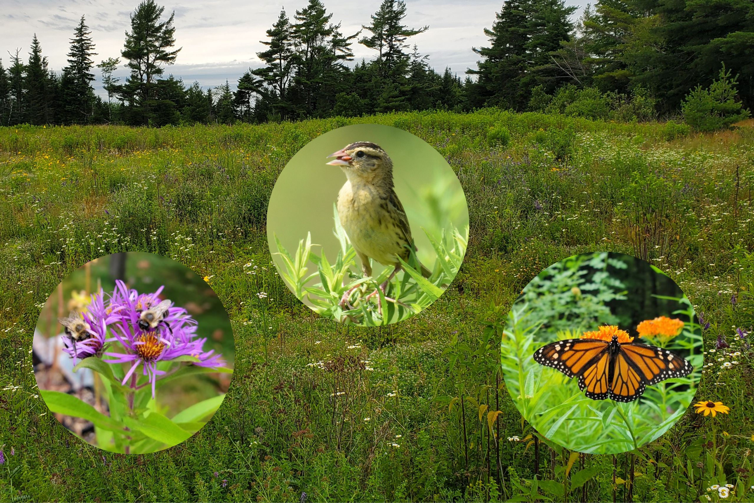 A field with photos of bees, a bobo link bird, and a monarch butterfly added in magnified circles.