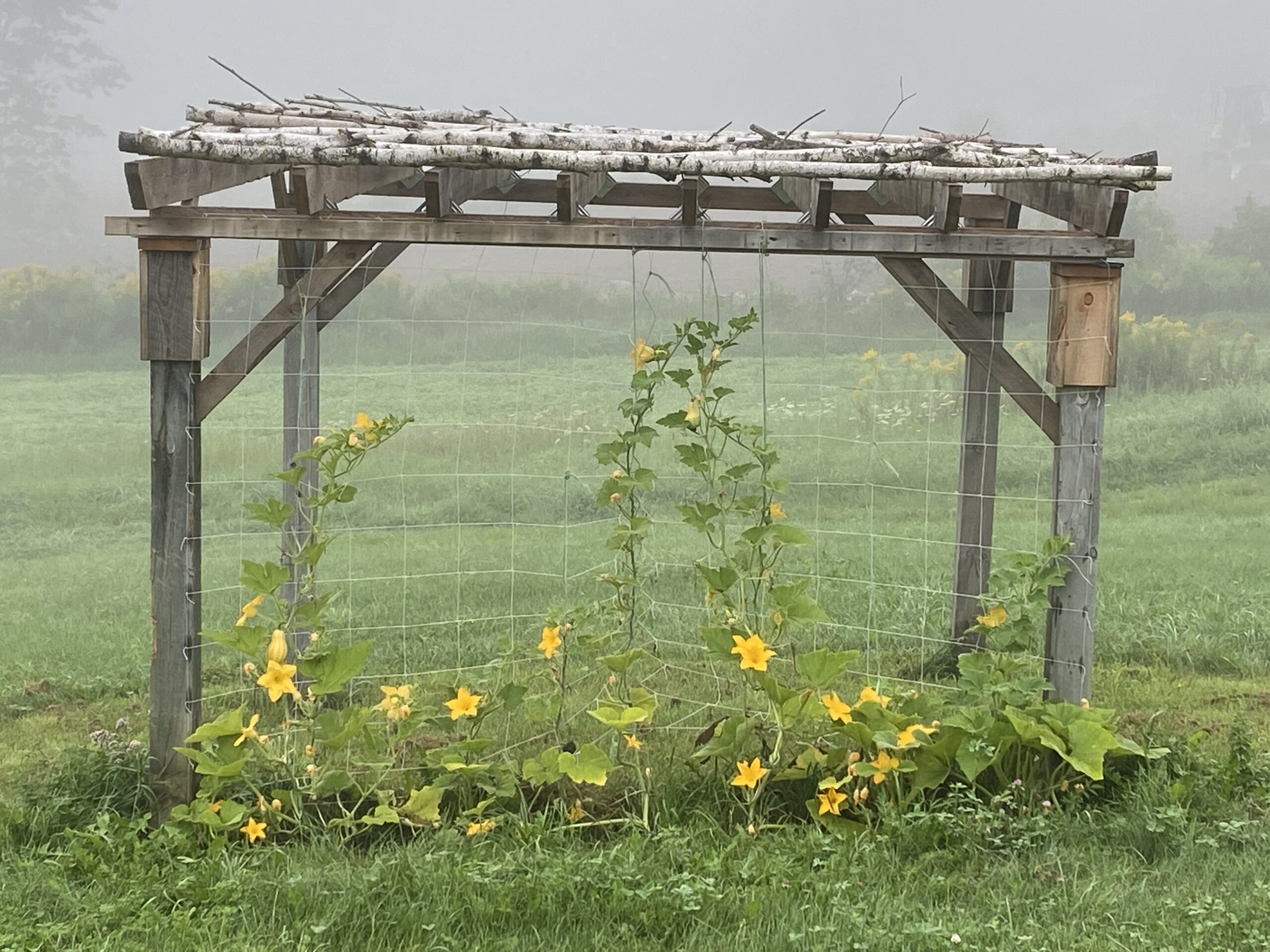 Pumpkin vines with orange flowers growing up trellis in a foggy field at the farm in midcoast Maine