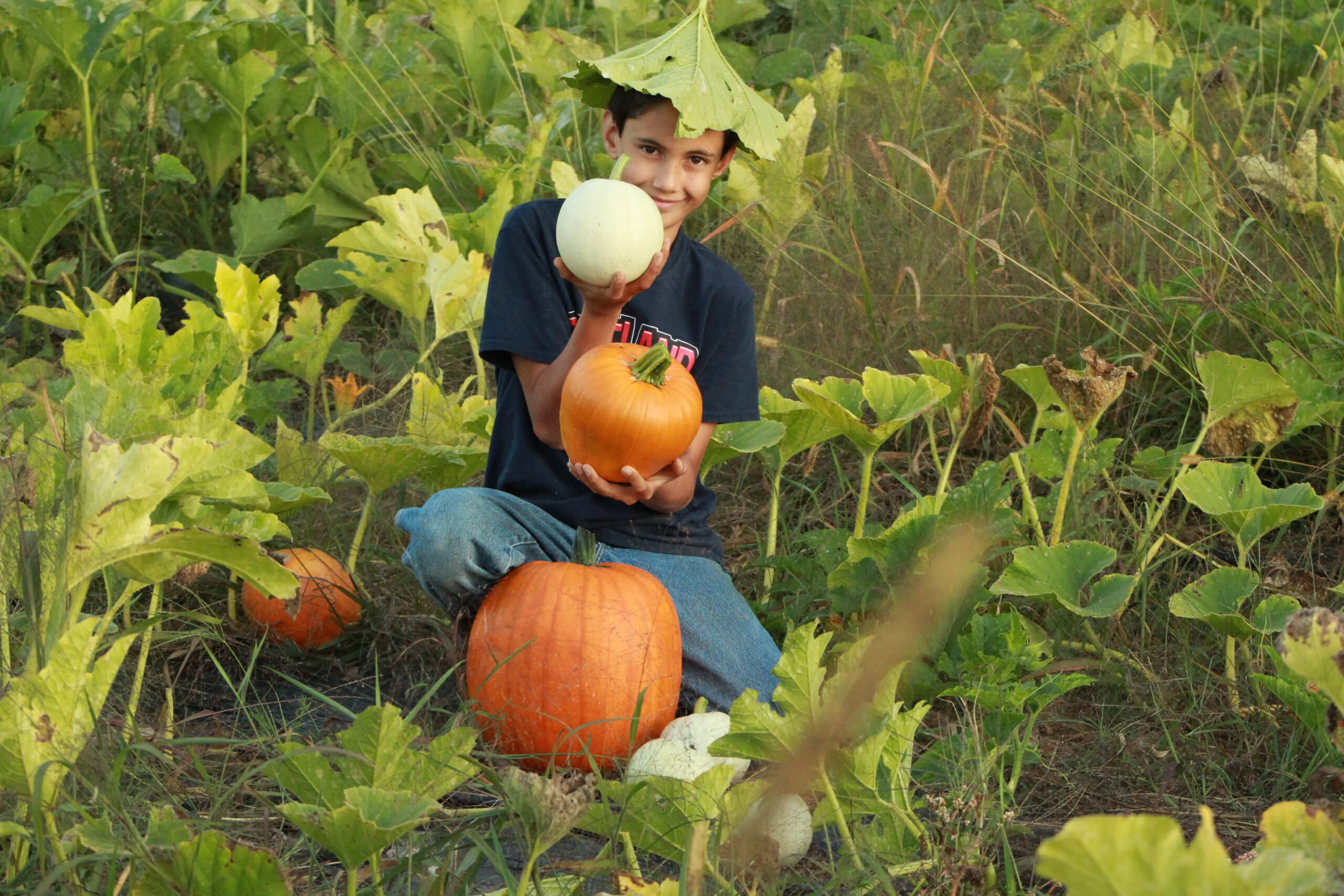 Farmer boy with pumpkins in a field.