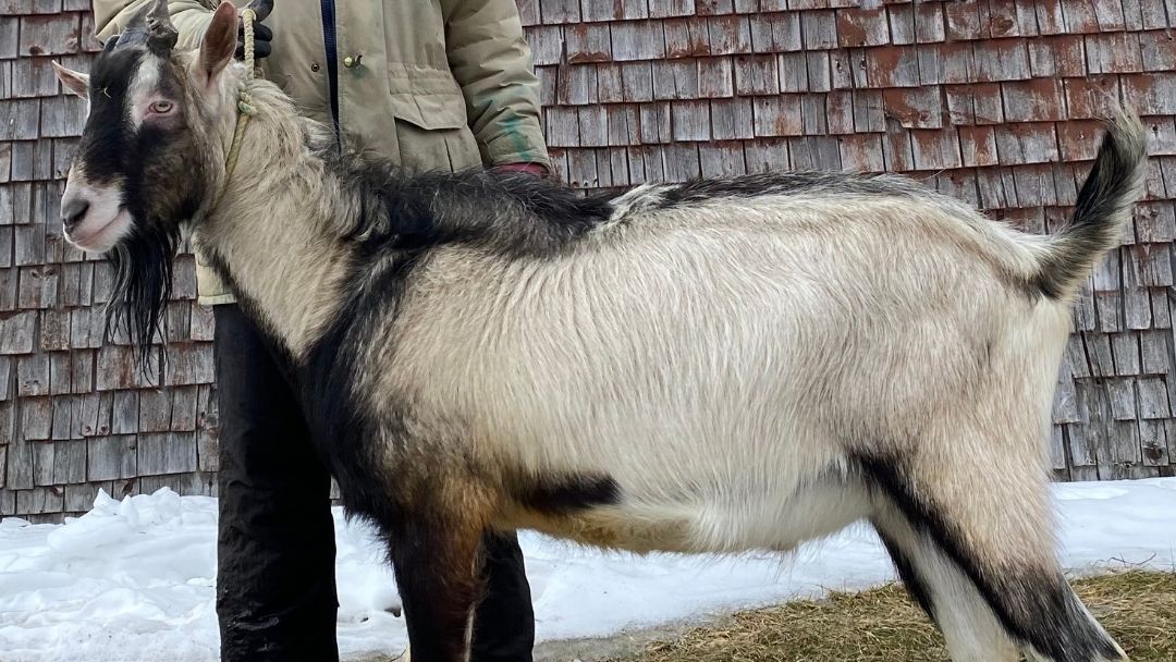 Goat Love