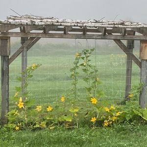 wooden arbor with pumpkin vines trailing up showing off orange flowers.