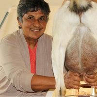 Grandma Sylvia hand milking a goat at Pumpkin Vine Family Farm.