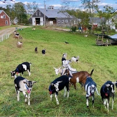 black and white and brown goats in a pasture with barn and home in background.