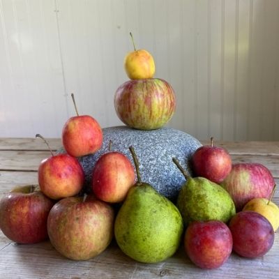 Tower of organic apples on a wood table at the farmers market in Somerville ME