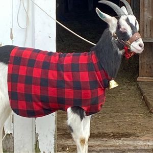 yule goat with horns and black and red flannel cover plus wearing a bell.