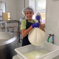 Draining goat milk cheese.