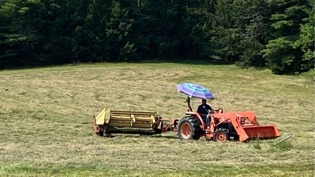 An orange tractor haying the fields at our midcoast Maine family farm with a beach umbrella above our farmer to help him stay cool.