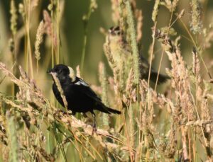 adult male and adult female bob links in field at Pumpkin Vine Family Farm