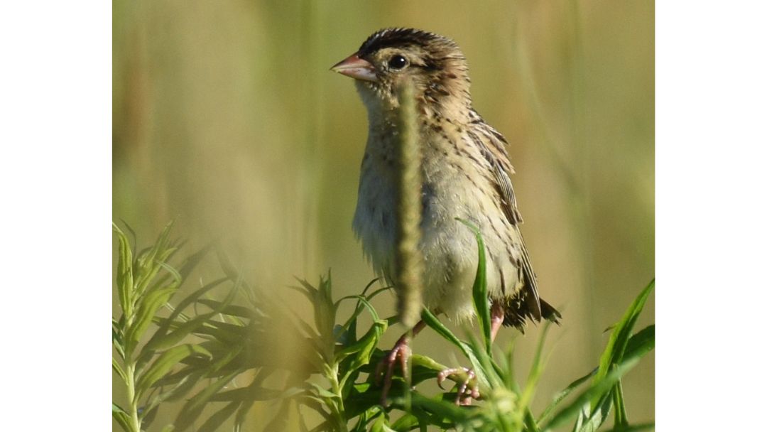 Bobolink Update