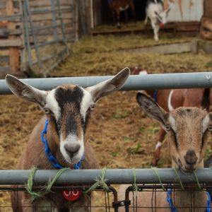 two goats by a barn lookin out through a fence