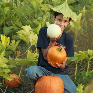 young boy in field holding pumpkins with a pumpkin leaf on his head like a hat.