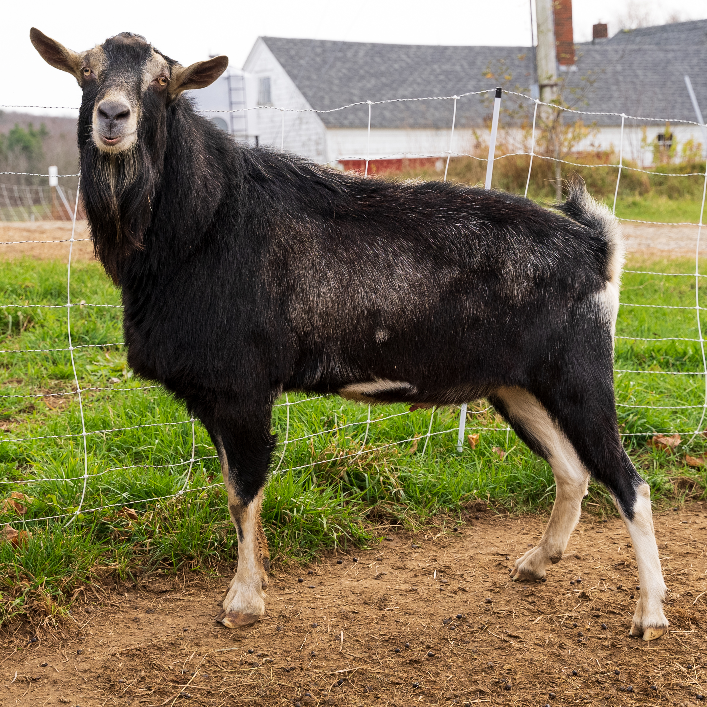 Pumpkin Vine Sunflash a black male goat is standing on green grass at the farm in Somerville, ME.