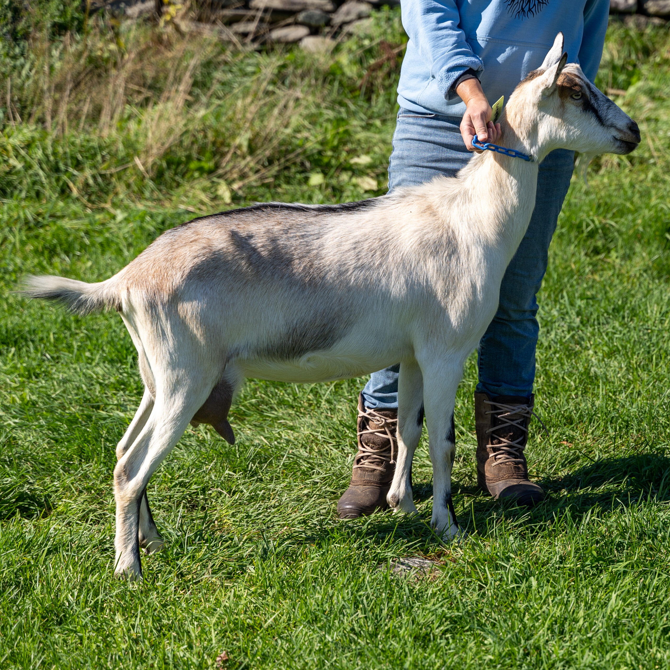 White goat on green grass being held by a farmer with a blue sweatshirt and jeans in Somerville, Maine.