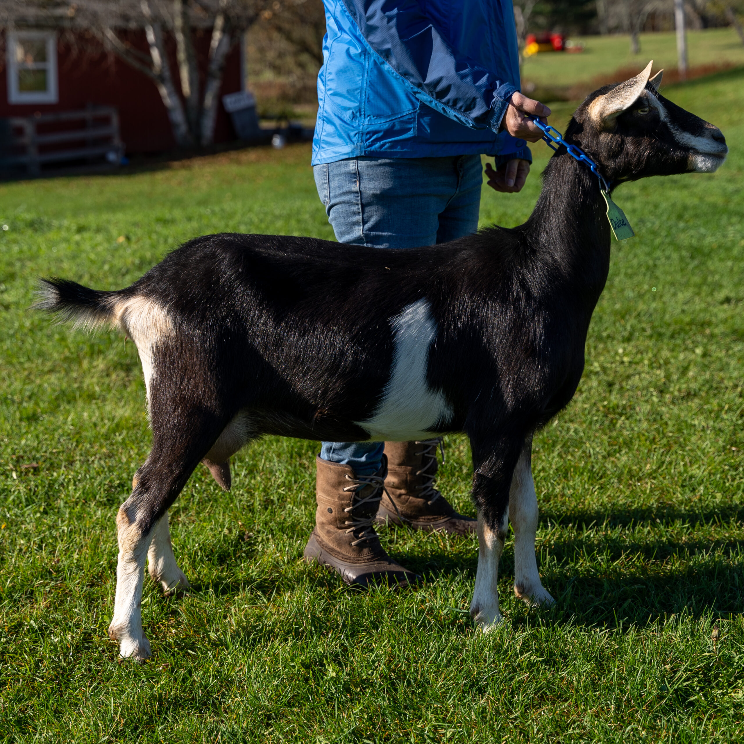 Black goat with white markings on green grass in Somerville, Maine.