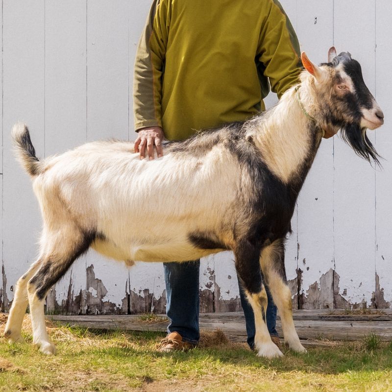 Hailstorm is a male goat or buck with white and black fur standing in front of  a white barn door in Somervile, Maine