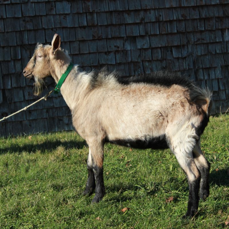 A male goat with brown white and black fur on a lead in front of a barn standing on green grass.
