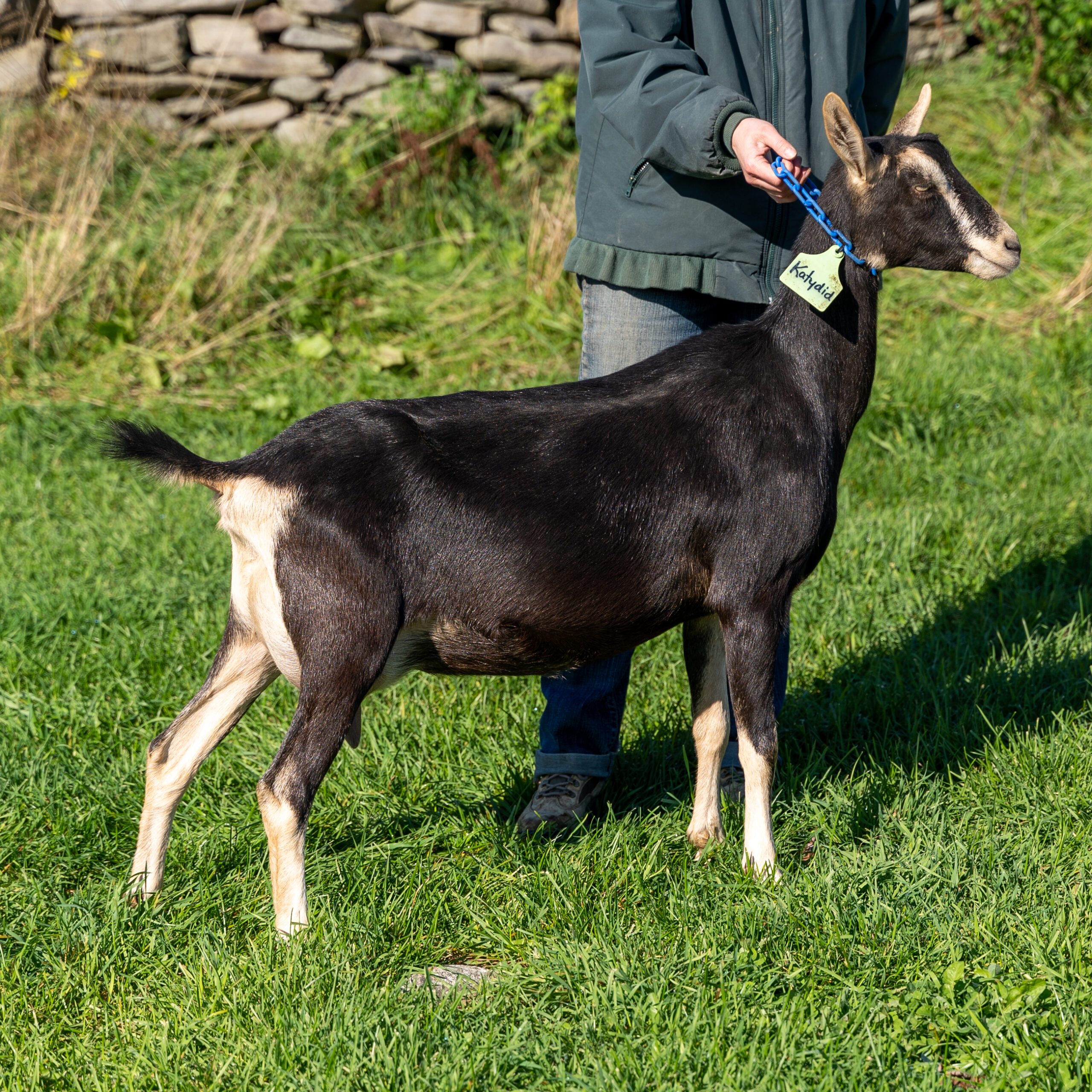 Female alpine goat with black coat and white feet standing on green grass with the farmer holding her collar in front of a rock wall in Somerville, Maine.
