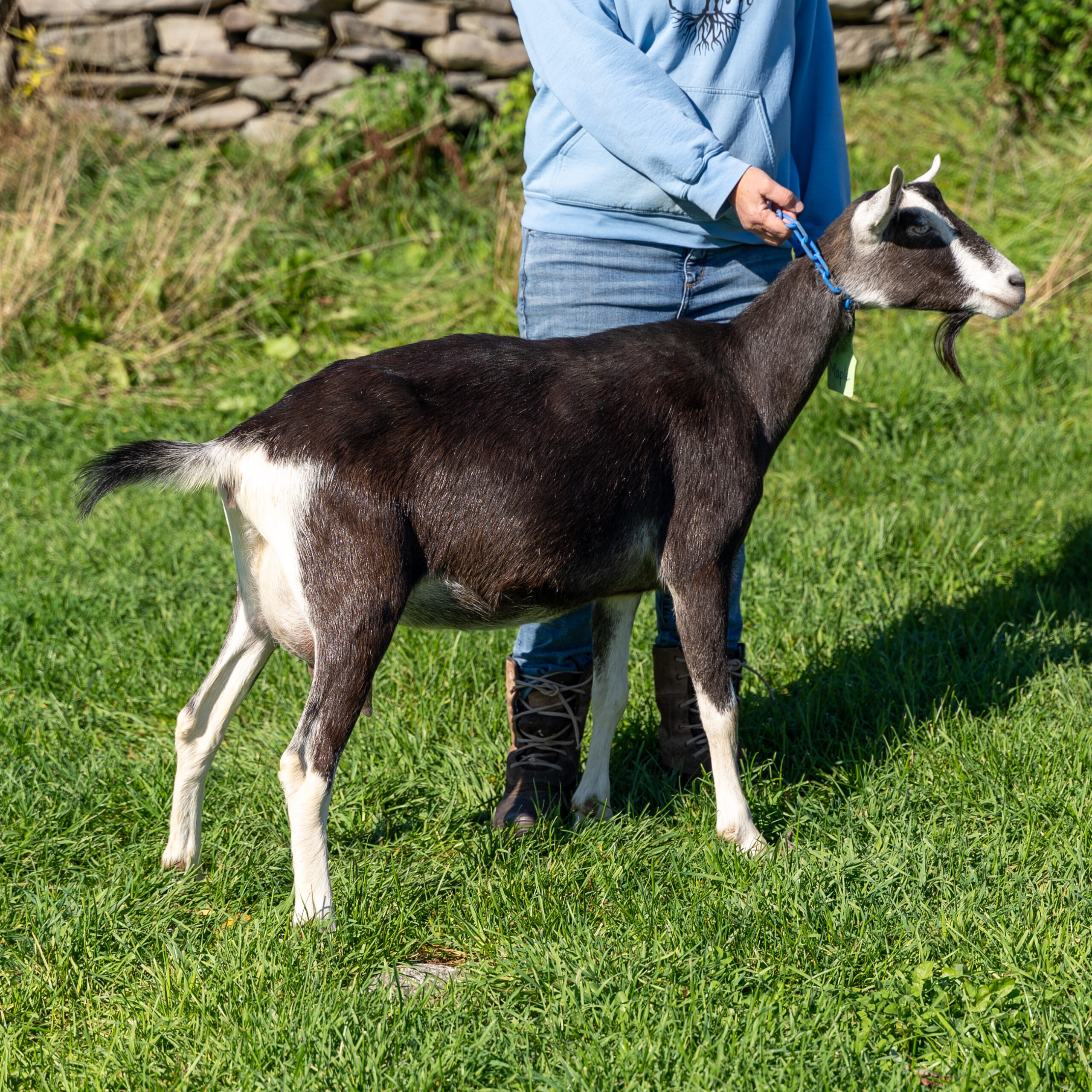 Black female alpine goat doe with white feet and nose standing on green grass being shown by her farmer in Somerville, Maine.