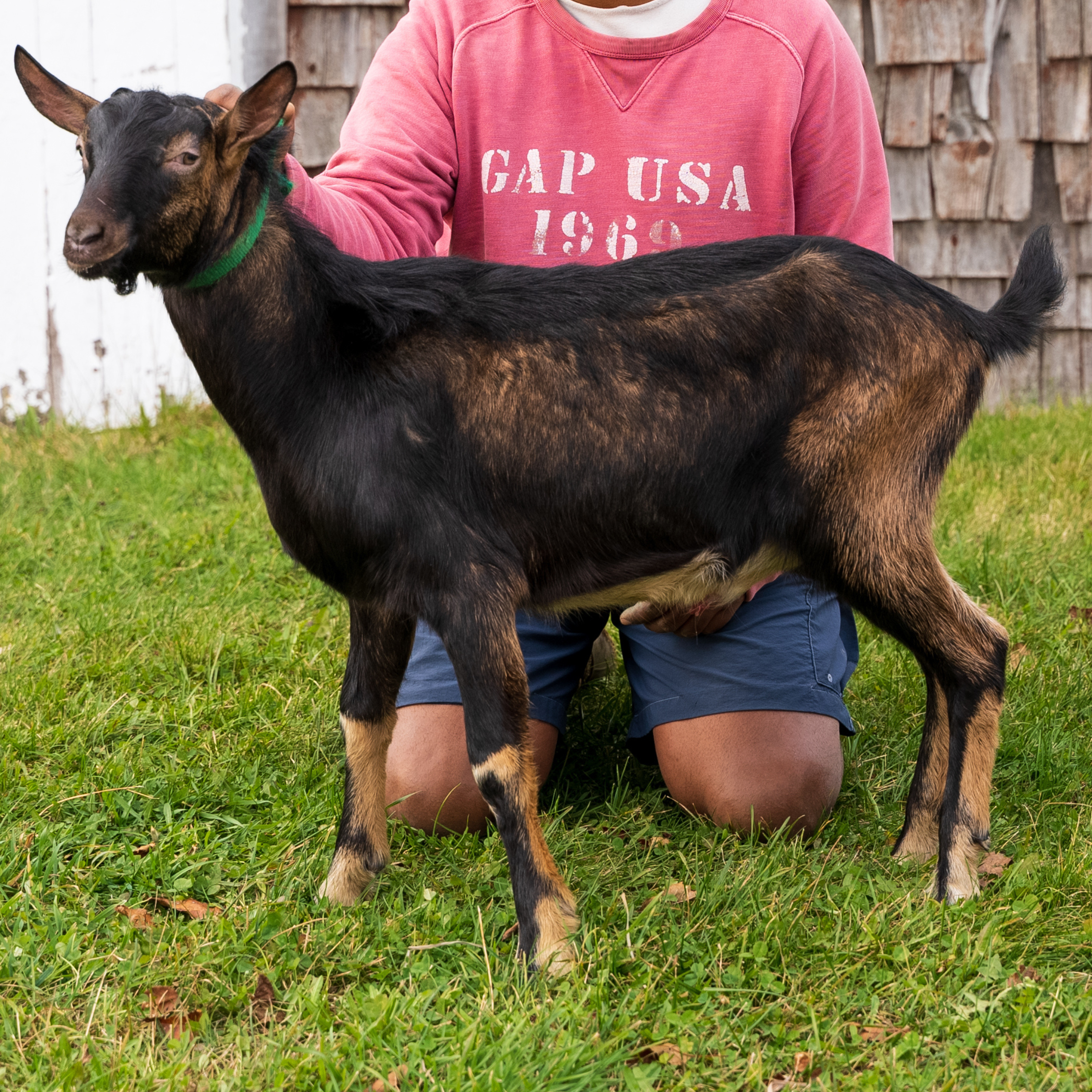 A brown and black male alpine goat buck on green grass in Somerville, Maine.