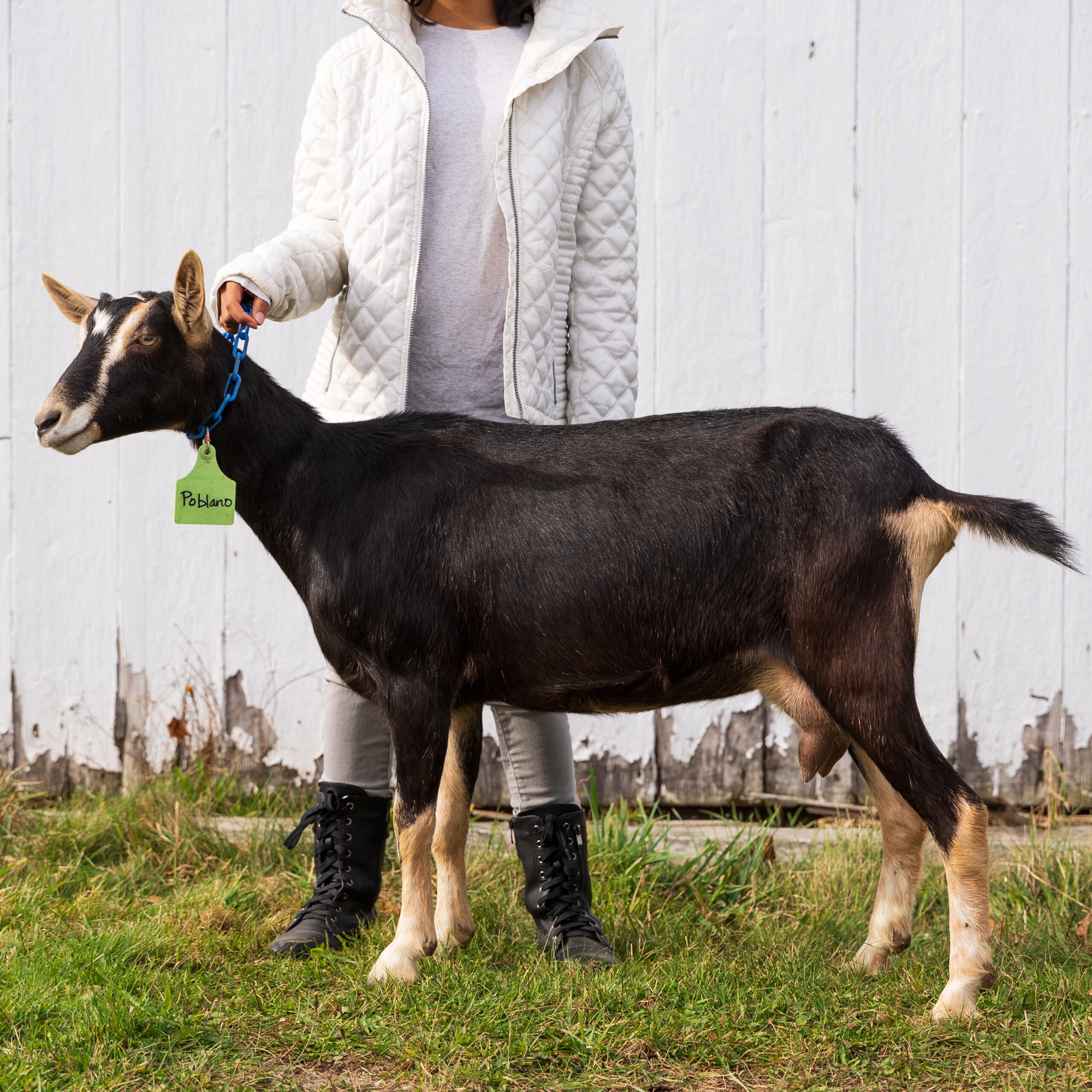 Black goat with white spot on her nose and light brown feet standing in front of a white barn door on the grass being shown by the farmer in Somerville, Maine.