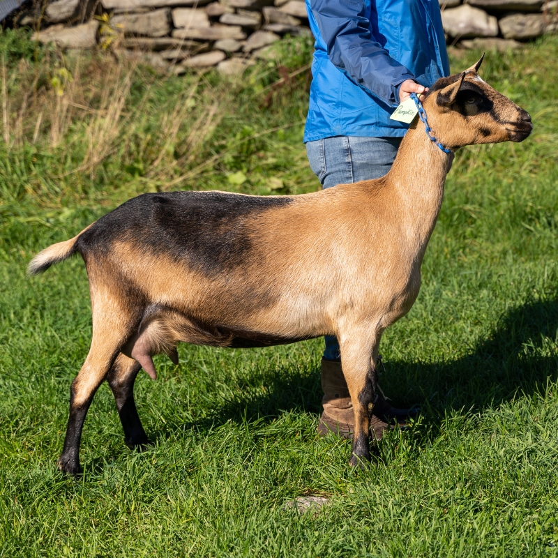 A female goat that's brown with black markings on her head and backside being held by a farmer in a blue jacked on the green grass in front of a rock wall in Somerville, Maine.