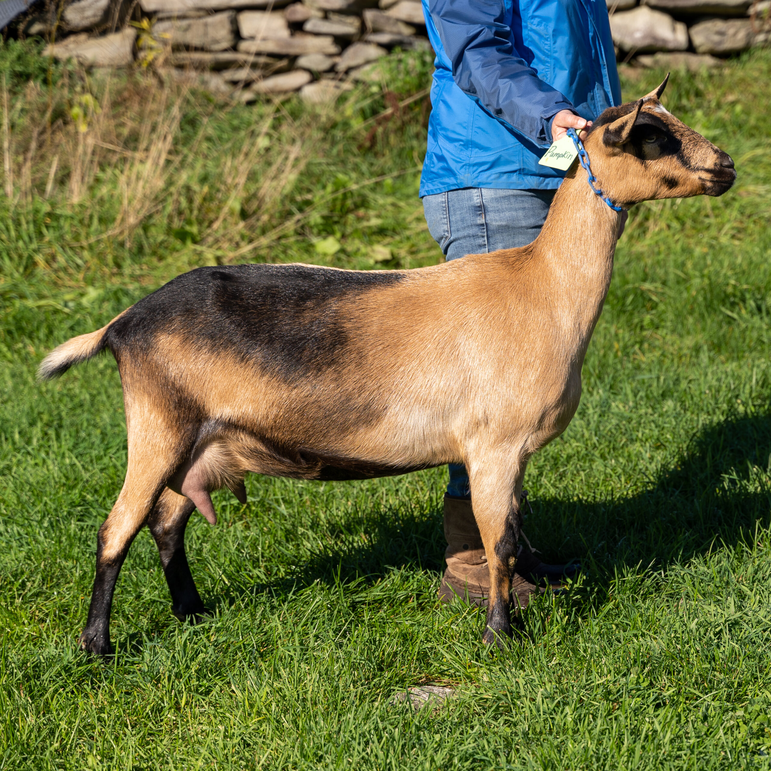 Brown female alpine goat with black markings on a field being held by a farmer in Somerville, Maine.