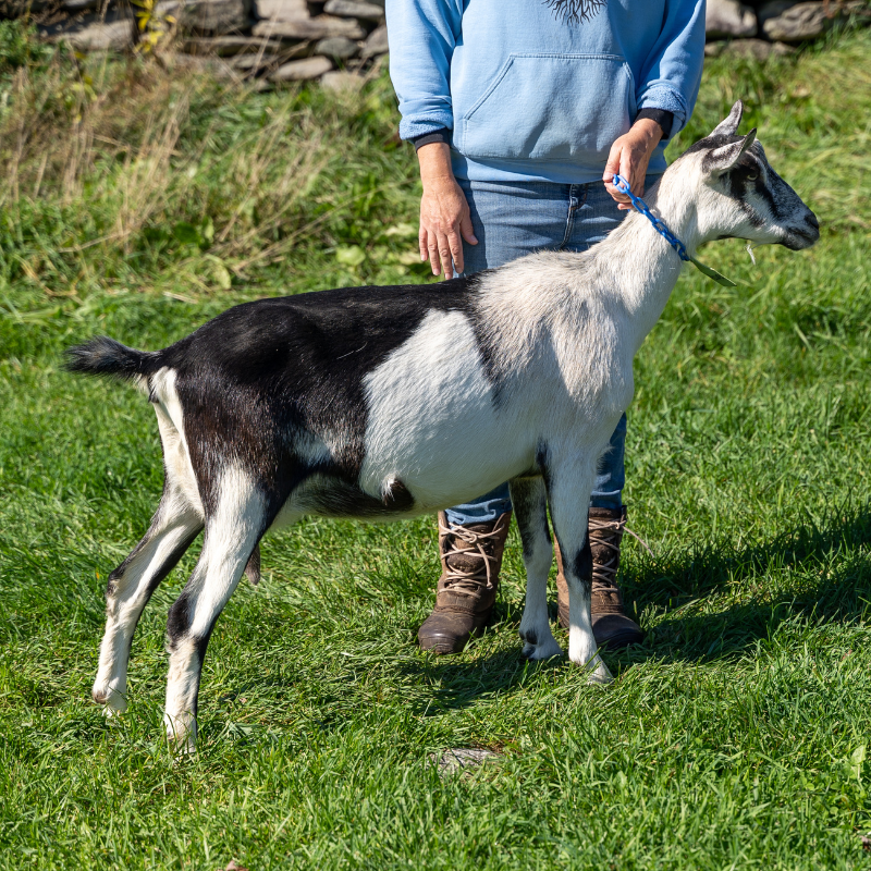 Black and white goat on green grass being held by a farmer with a blue sweatshirt on in Somerville, Maine.