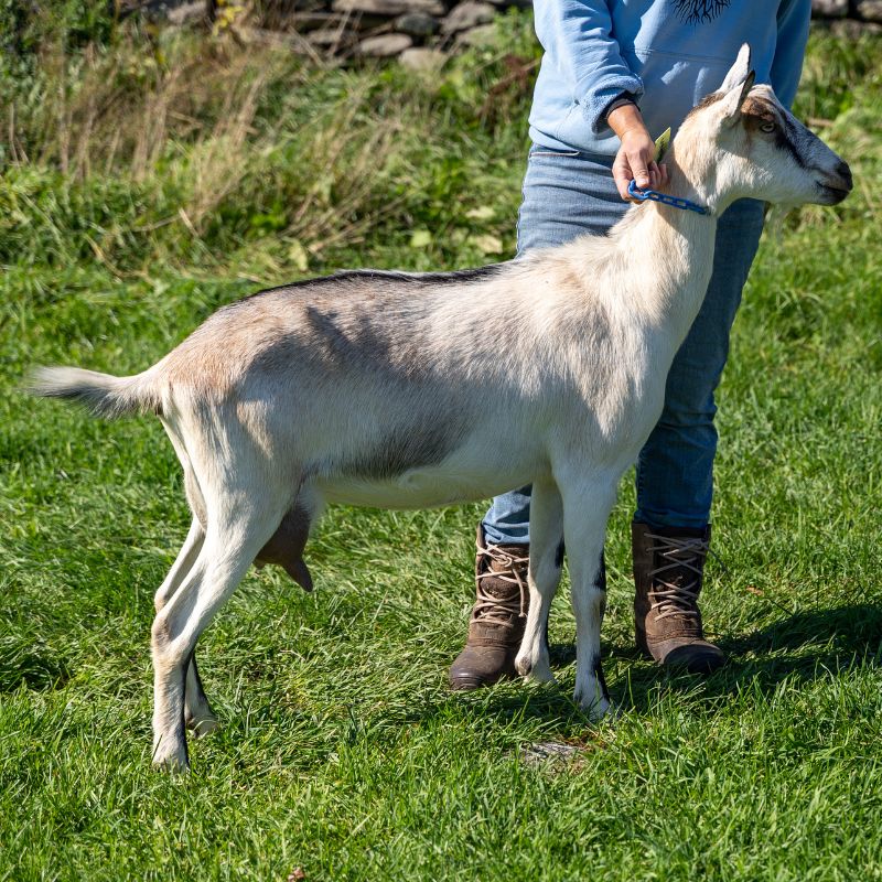 White alpine doe goat on green grass with a farmer holding her collar in Somerville, Maine.