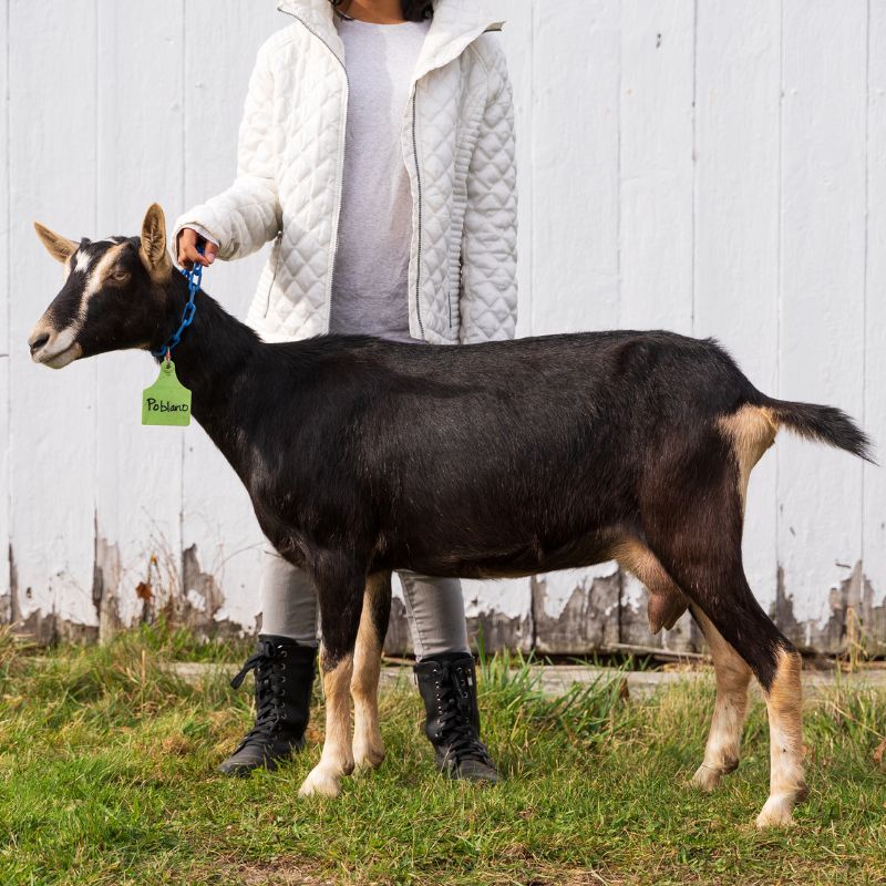 Black female doe alpine goat with white streak on nose on green grass in front of a white barn with a farmer in a white coat holding her collar to show her in Somerville Maine.