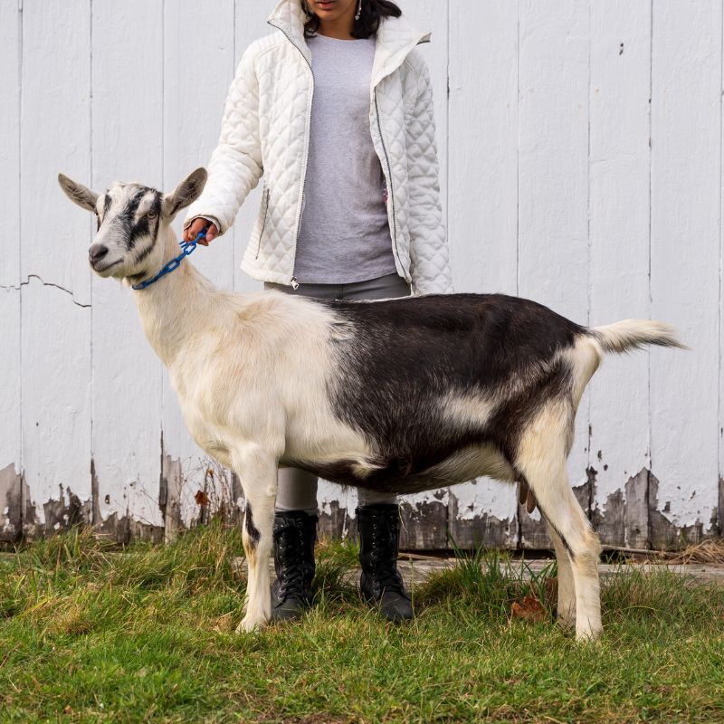 White and black alpine doe in front of a white barn door on green grass being held by a farmer with a white coat on in Somerville, maine.