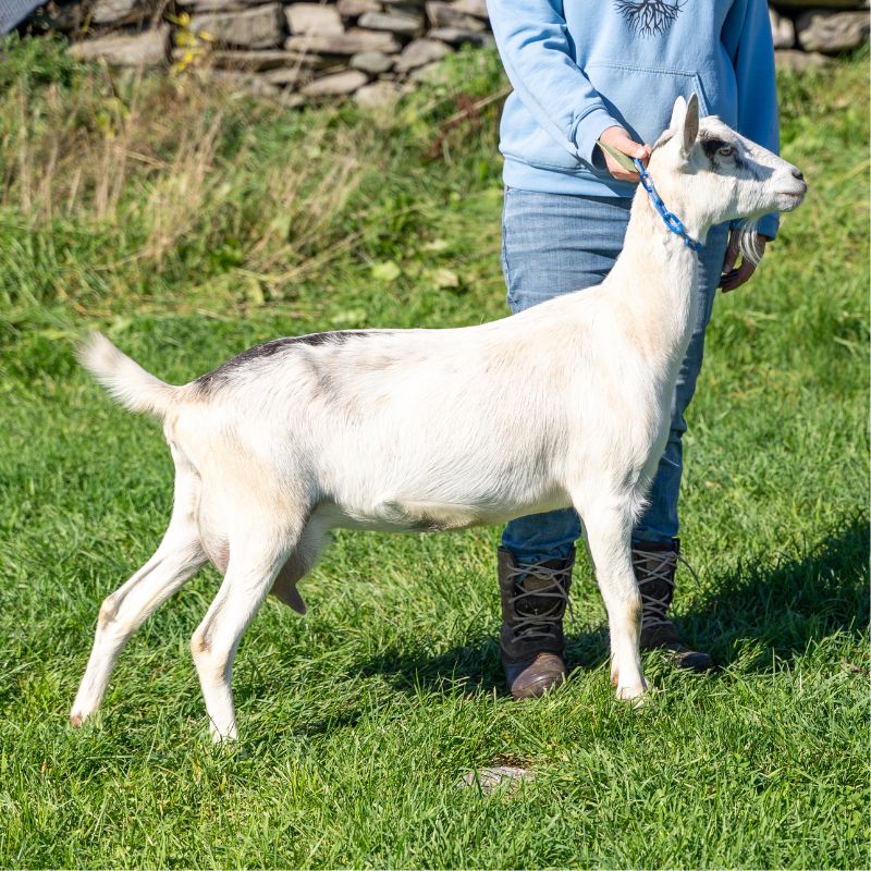 A white female doe goat on green grass being held by a farmer wearing a blue sweatshirt and jeans in front of a rock wall on green grass in Somerville, Maine.
