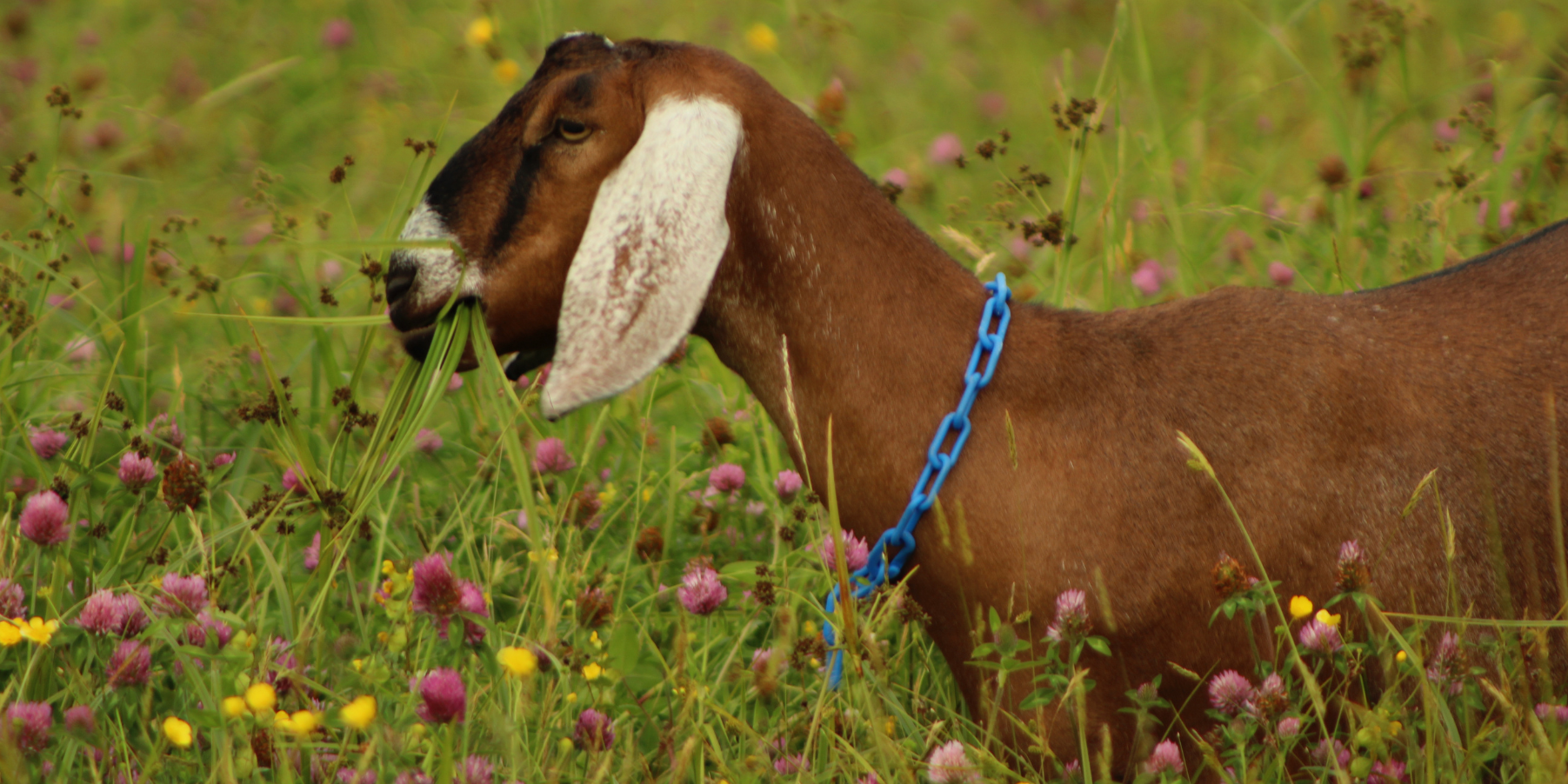 Brown nubian goat with white ears munching on hay in a field of pink and yellow flowers at the Pumpkin Vine Family Farm in Midcoast Maine.