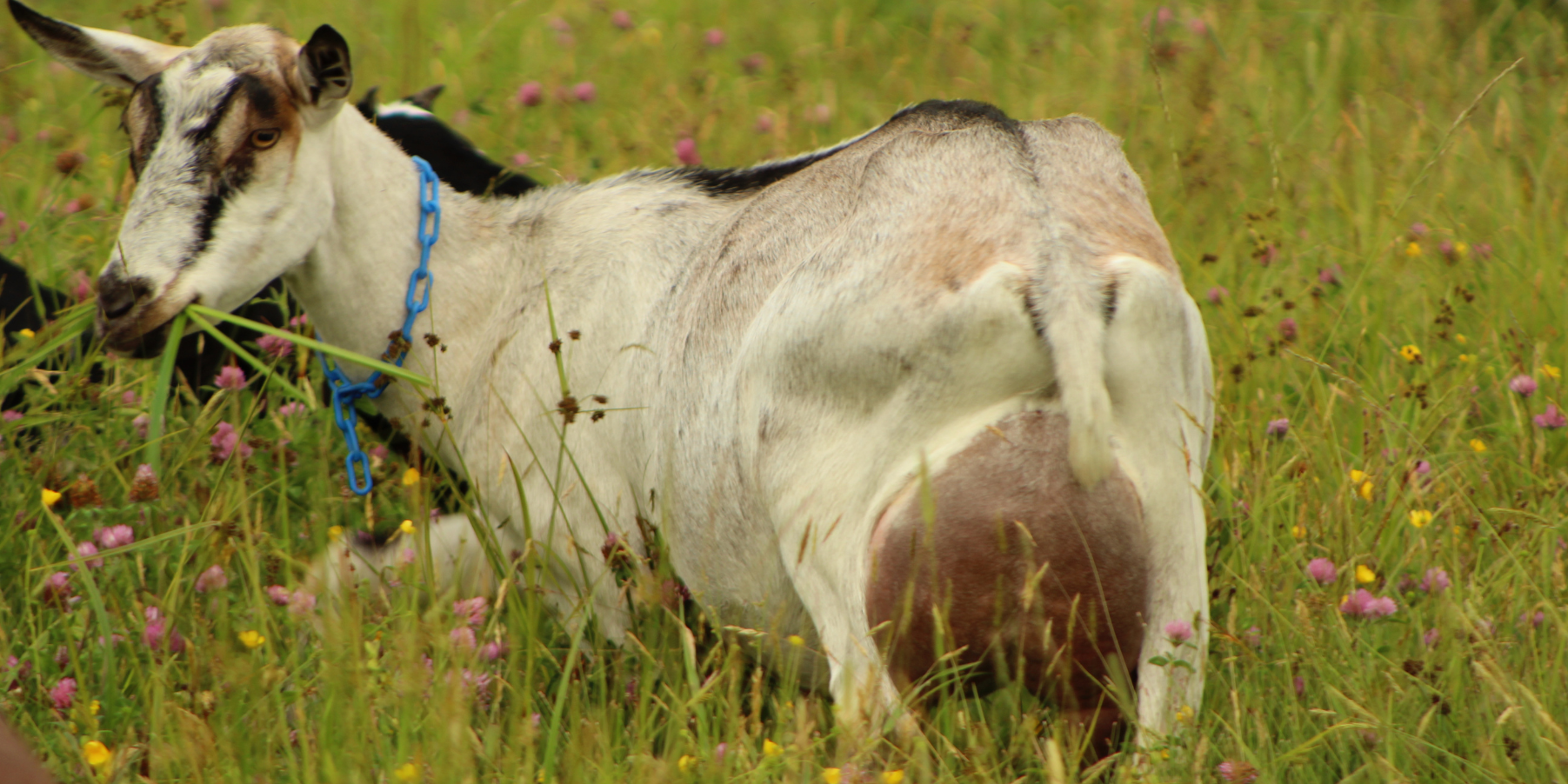 white alpine goat with black ears and black spots in a field of flowers in Somerville, Maine