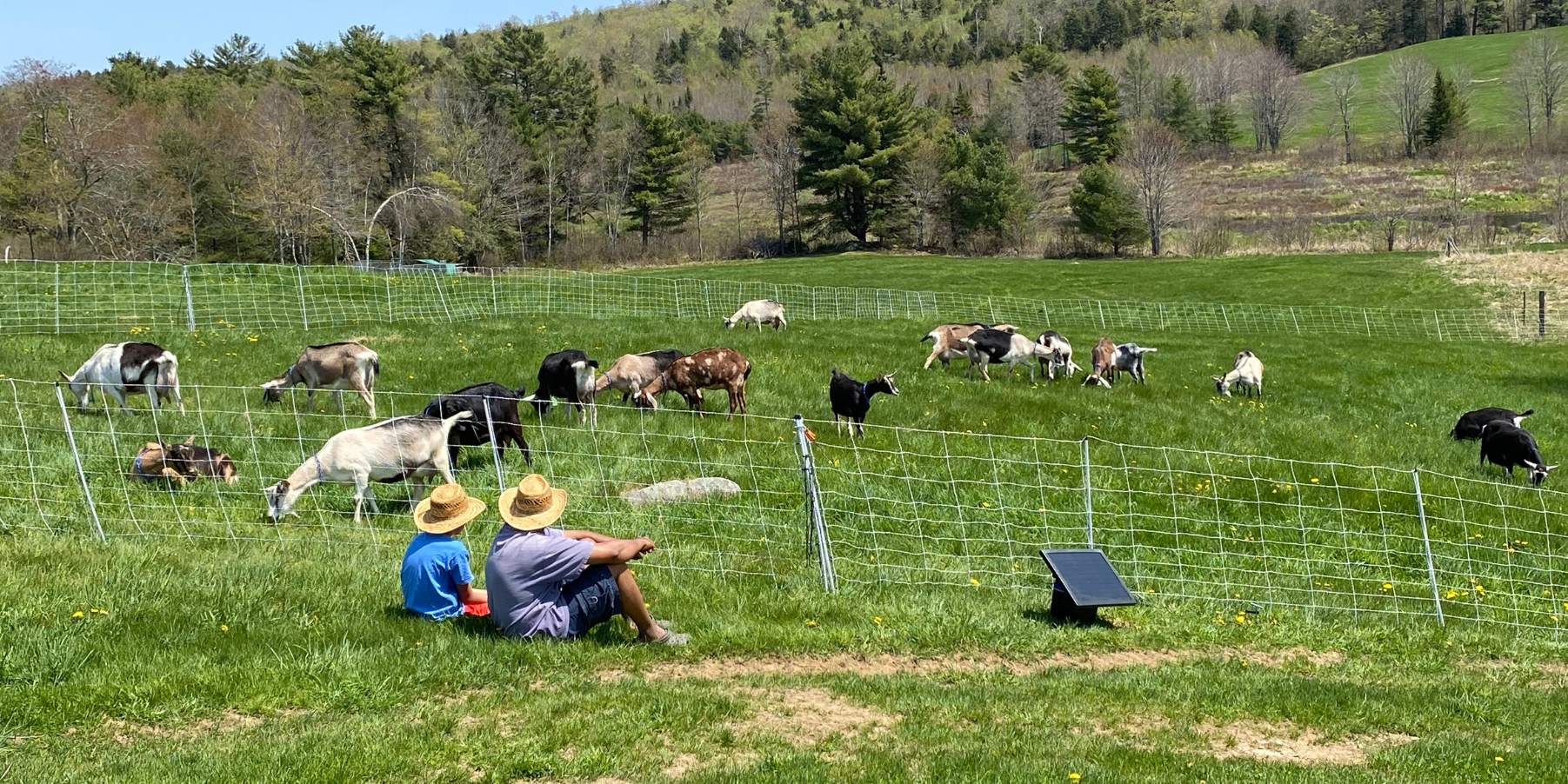 Father and son on a green hill in straw hats looking over their goat herd.