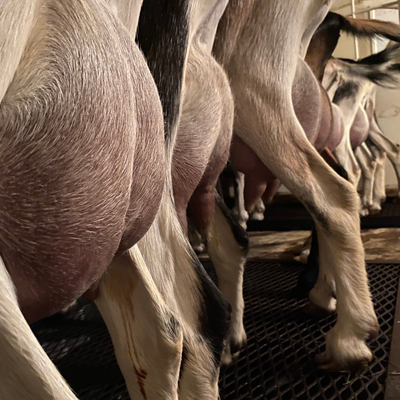 Goats in a milking line with a close up of their udders.