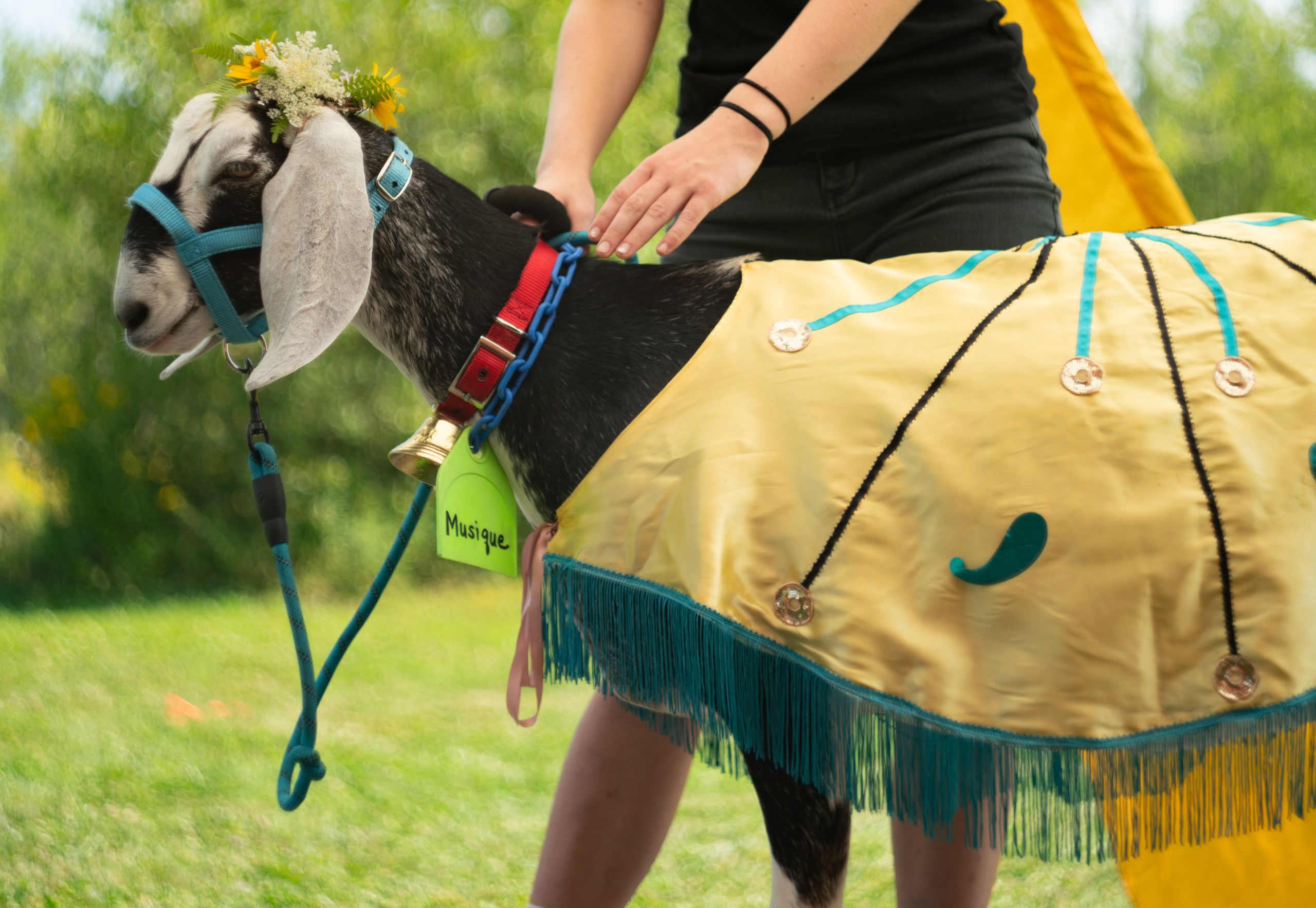 Goat dressed up in ribbons and greenery as a dairy queen!
