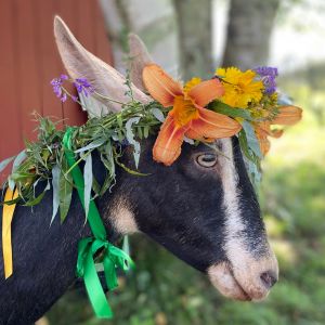 Goat dressed up as the Dairy Queen with a flower garland and ribbons.