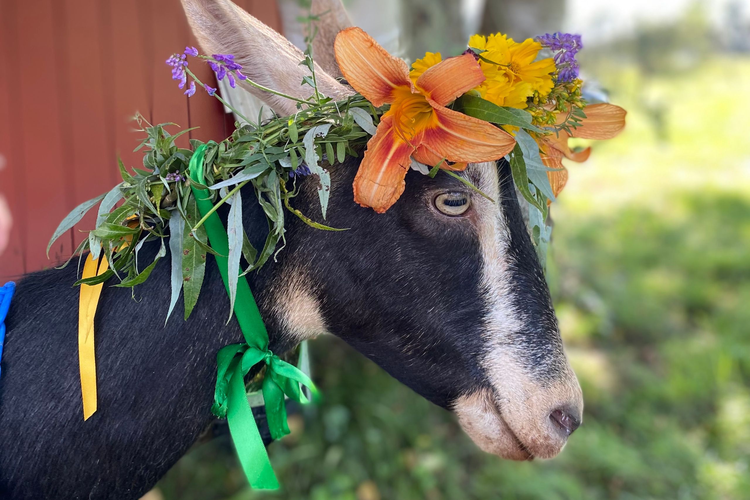 Goat dressed up in ribbons and greenery as a dairy queen!