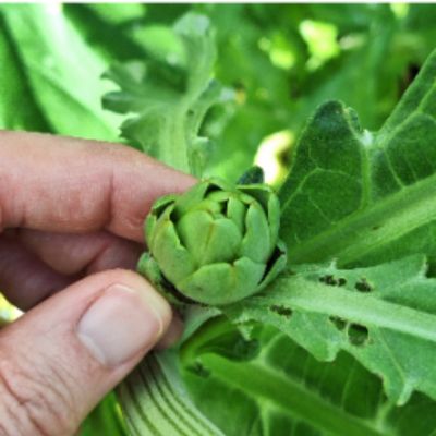 person's thumb holding a fud of a green plant with many leaves (Looks like artichoke)