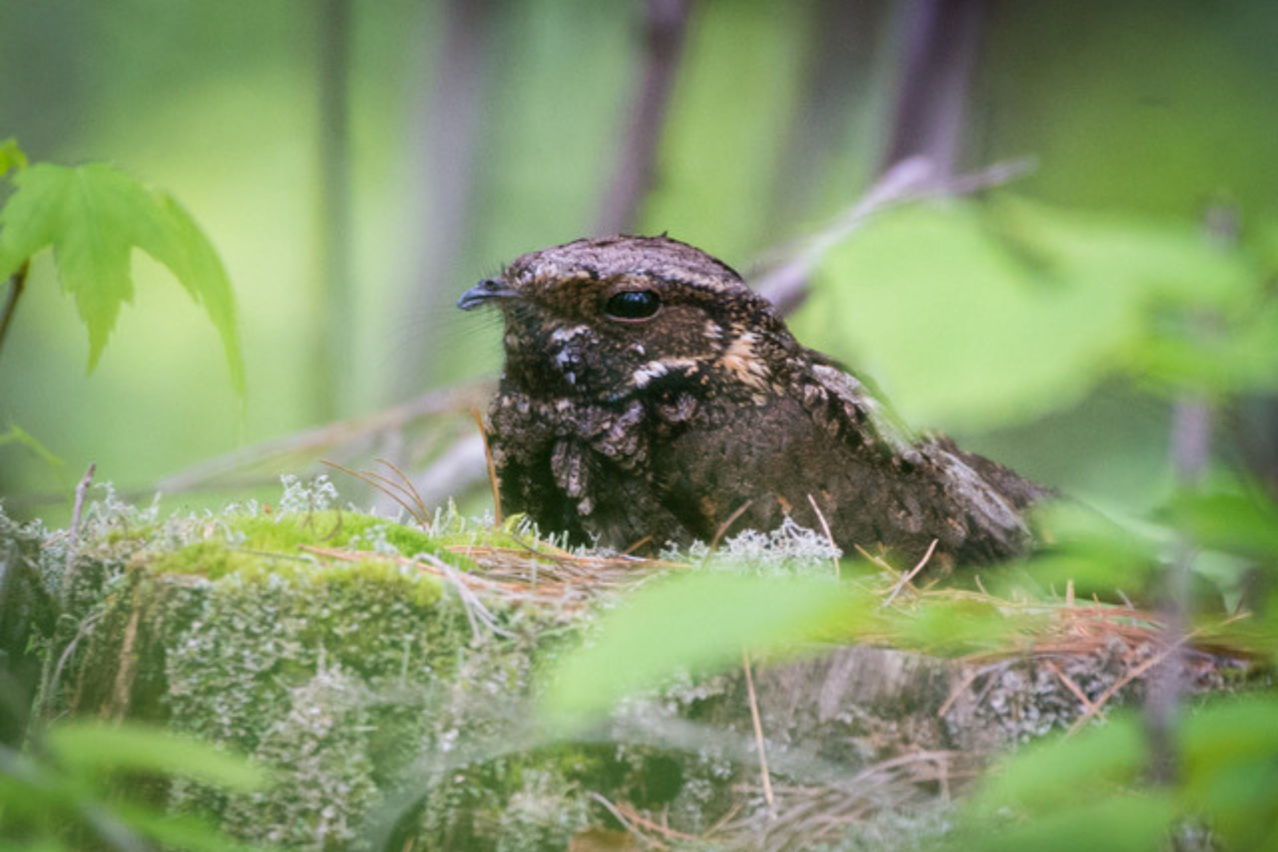 a Whip-poor-will in their nest.