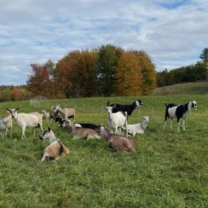 Goats in a field under fall colored trees<br />
