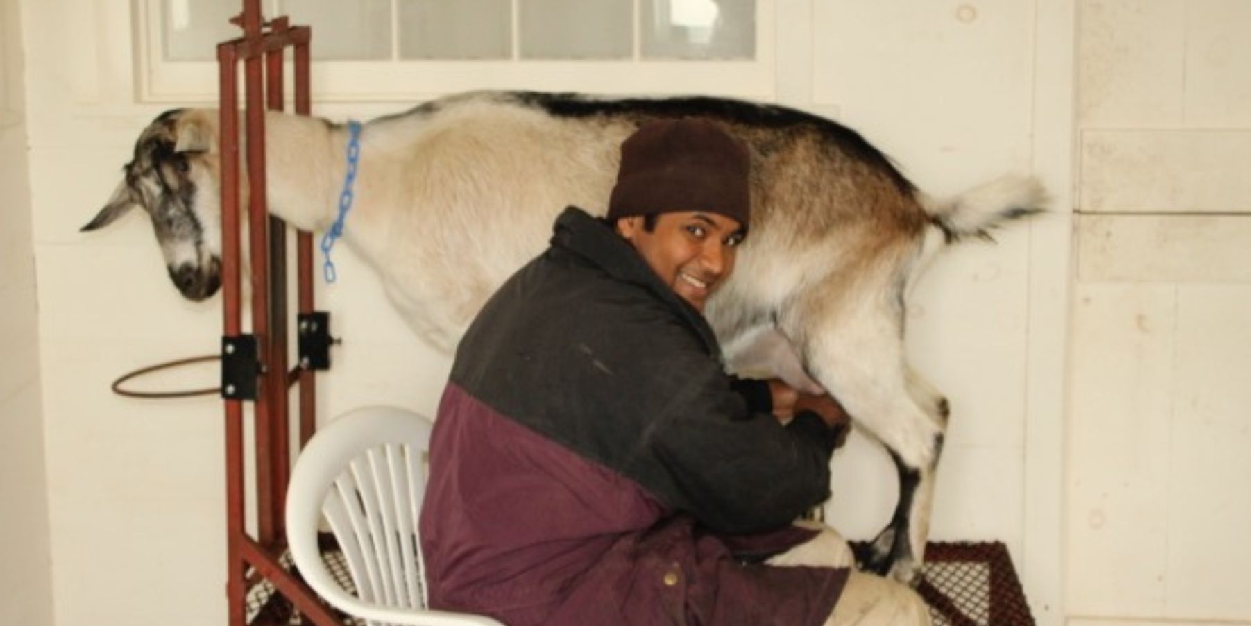 Farmer Anil milking a goat one at a time in the old milking parlor when the farm was just starting out.