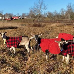 Several goats in fed and red and black checked blanket in a field with a Maine family farm and blue skies in the background.