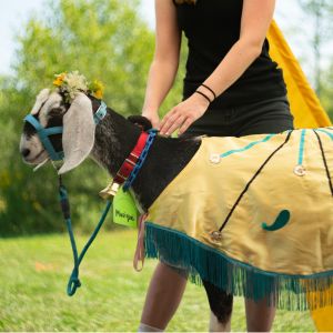 Goat dressed up as the Dairy Queen with a flower garland and ribbons.